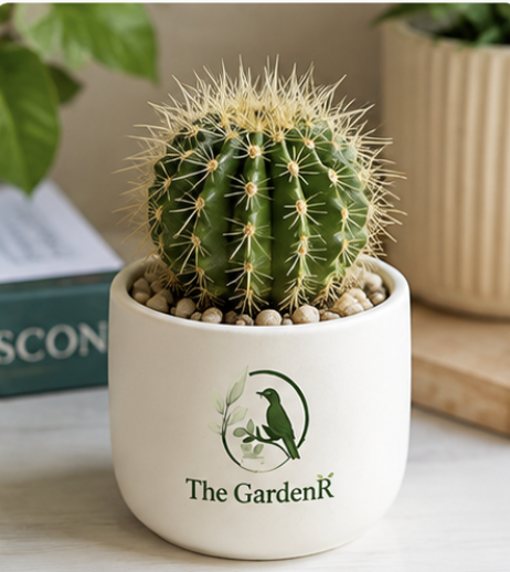 Cactus